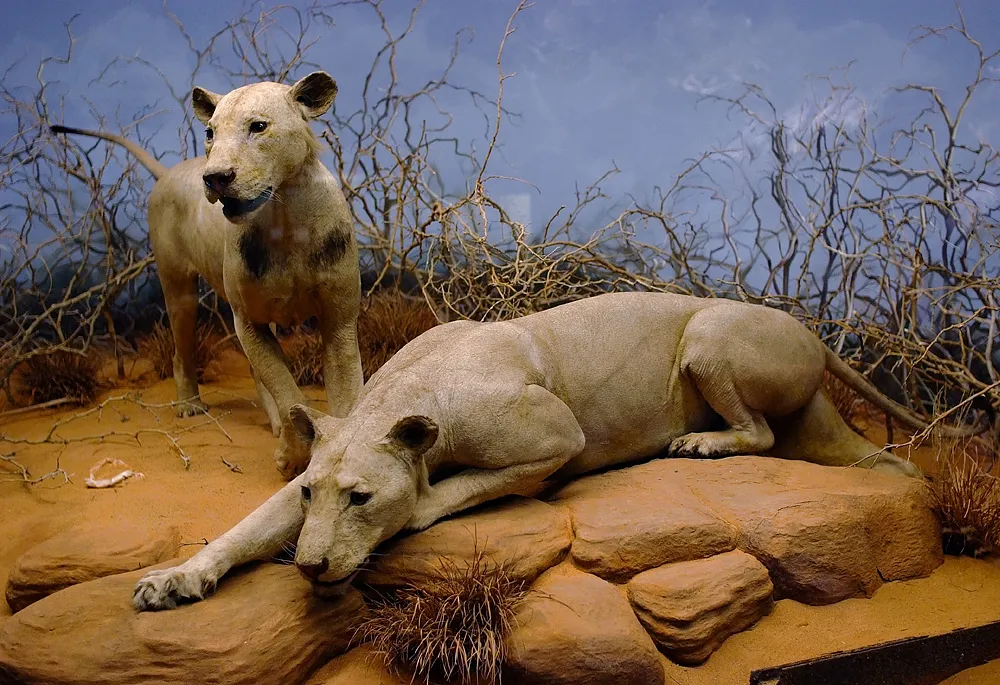 Taxidermied lions in a museum