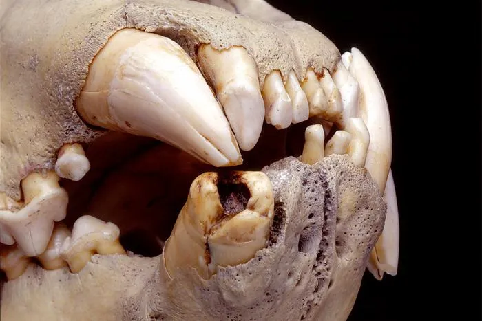 close-up of skull and teeth showing breakage