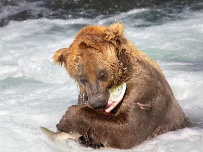 480 Otis, a beloved brown bear made popular by the Explore.org bear cams of Alaska&rsquo;s Katmai National Park and Preserve, hunts for salmon at a popular bear fishing spot known as &ldquo;the jacuzzi&rdquo; on July 20, 2014.