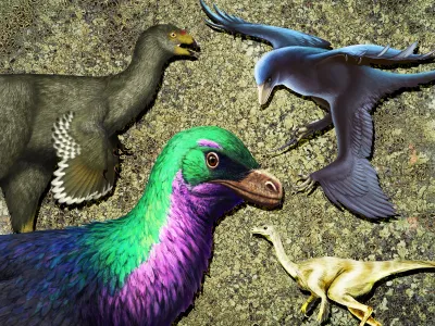 Dinosaurs of all shapes and sizes sported feathers.