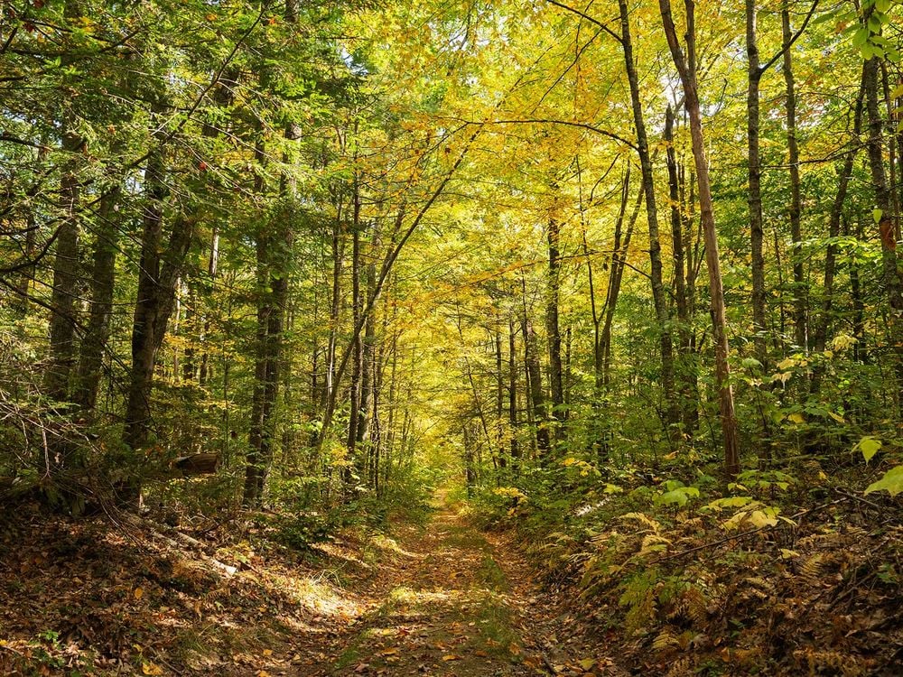 Harvard Forest Path