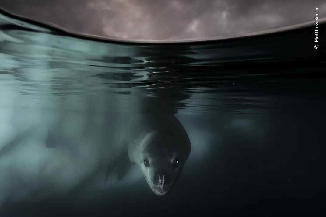 a leopard seal approaches the camera just under the surface of the water in a dark-colored, slightly haunting scene