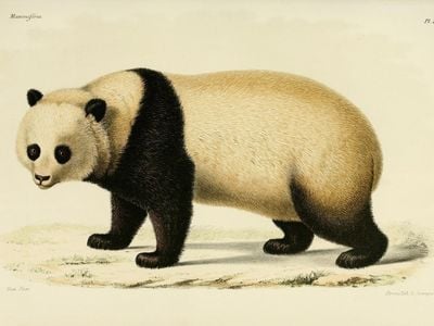 A 19th-century illustration published by Alphonse Milne-Edwards.