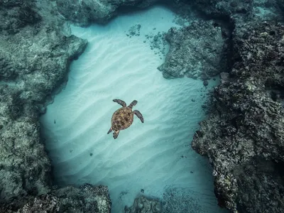 A sea turtle swims in a coral reef in Hawaii. Ocean acidification, found to be on the brink of crossing a boundary into higher-risk territory, can affect coral skeleton formation.