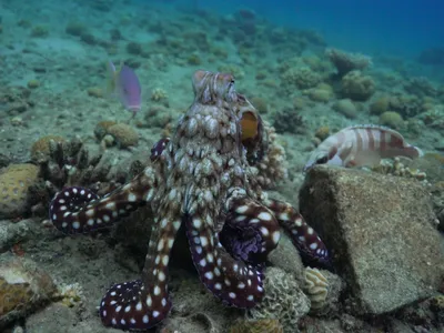 A team of scientists in the Red Sea captured footage of a big blue octopus hunting with other fish species.