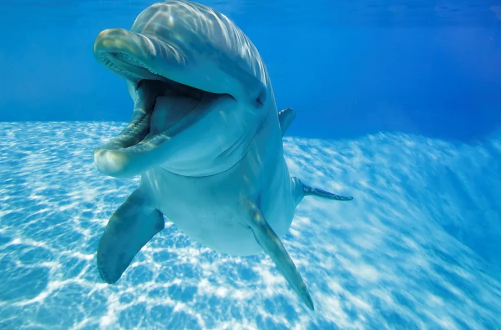 Underwater view of dolphin with its mouth open