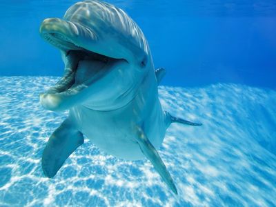 Dolphins living in captivity often make an open-mouth facial expression while playing with each other.