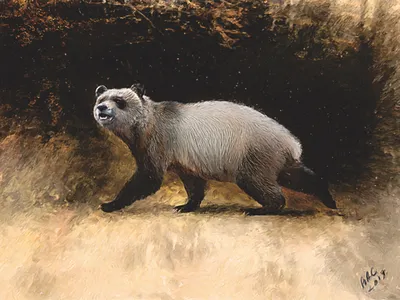 An illustration of A. nikolovi&nbsp;