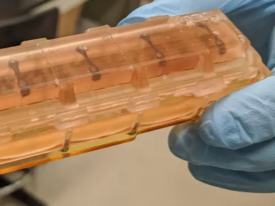 Heart tissues within one of the launch-ready chambers