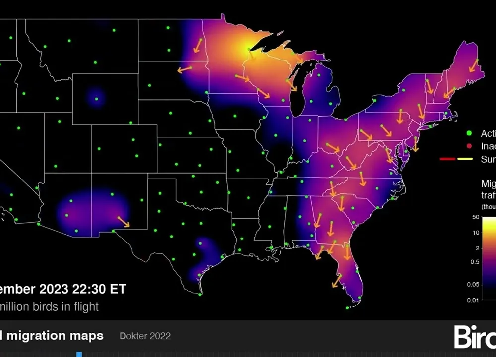 Preview thumbnail for video 'A Map of Migrating Birds