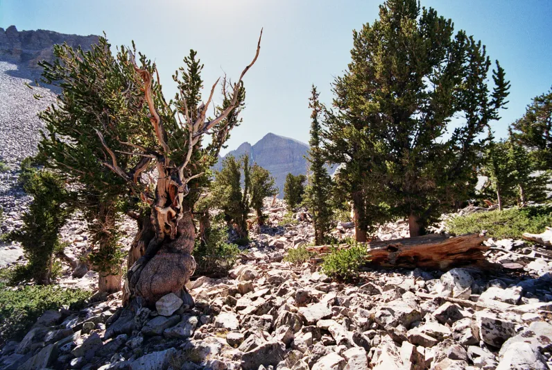 Prometheus tree grove