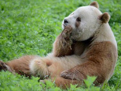 The remains likely belong to a Qinling panda rather than a Sichuan panda. Pictured: Qi Zai, a Qinling panda born in captivity