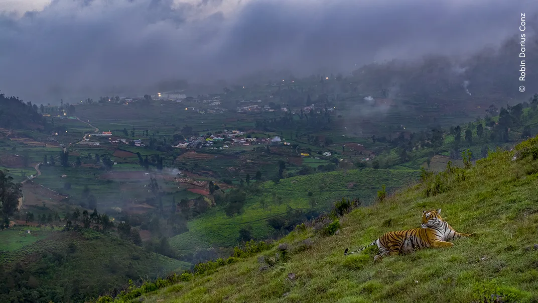 a tiger lies on a grassy hill with houses of a village visible in the background downslope through some haze