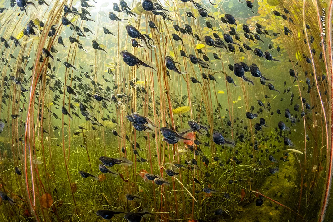 tadpoles swim up and to the left amid a seeming underwater forest of lily pad roots
