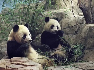Mei Xiang and Tian Tian on December 6, 2000, the day of their arrival in Washington, D.C.