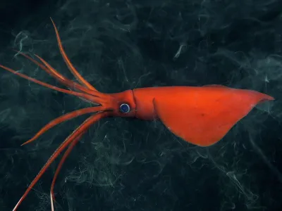 A rarely seen whiplash squid swims more than 3,500 feet below the surface of the Pacific Ocean.