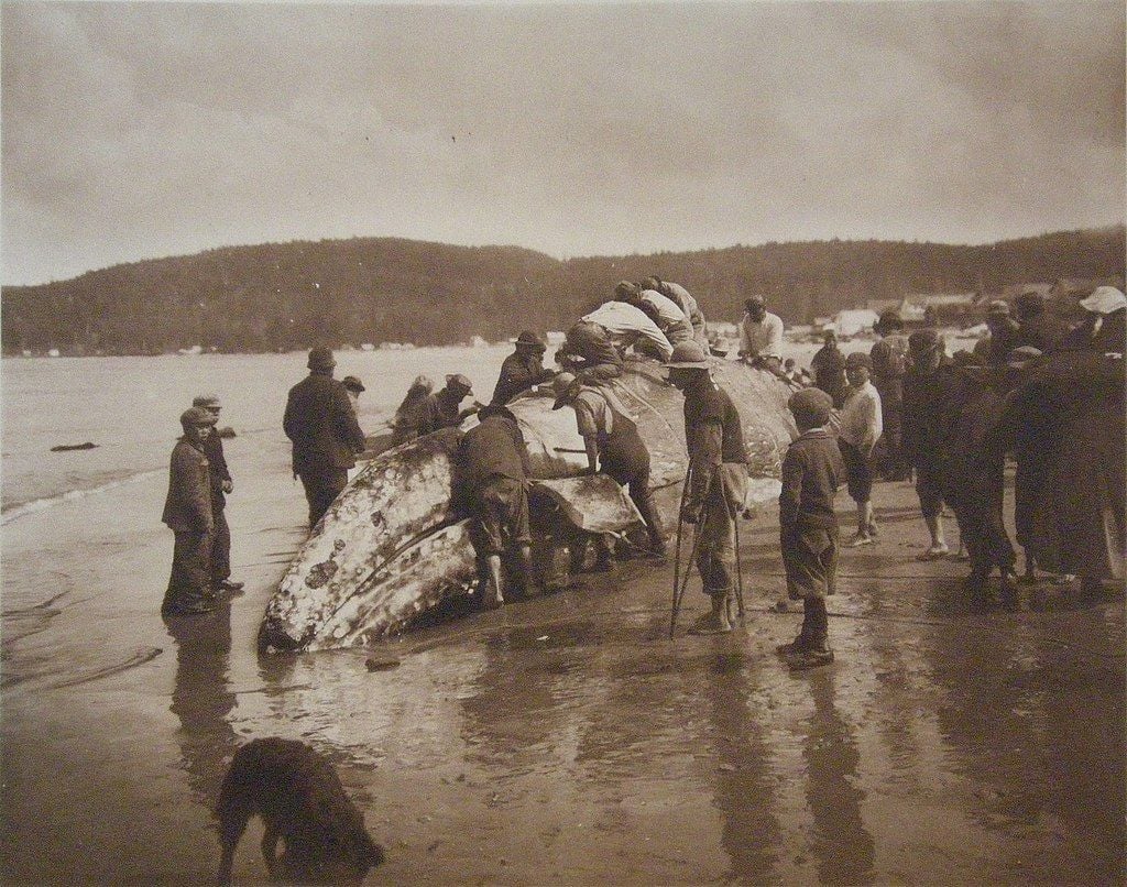 Makah whalers, circa 1910