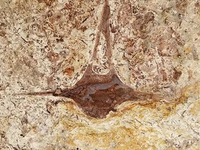 A vertebra fossil of an extinct dolphin species found at the site.