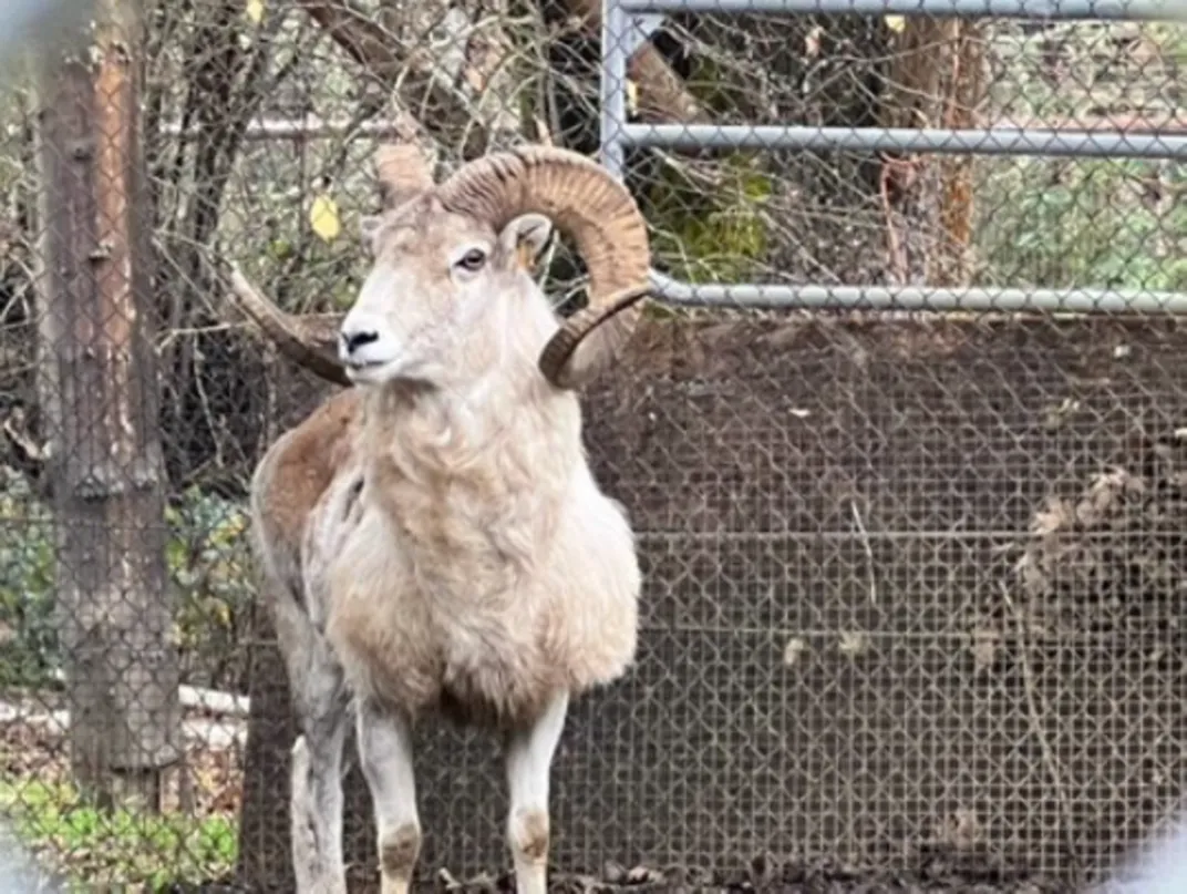 a Marco Polo argali sheep