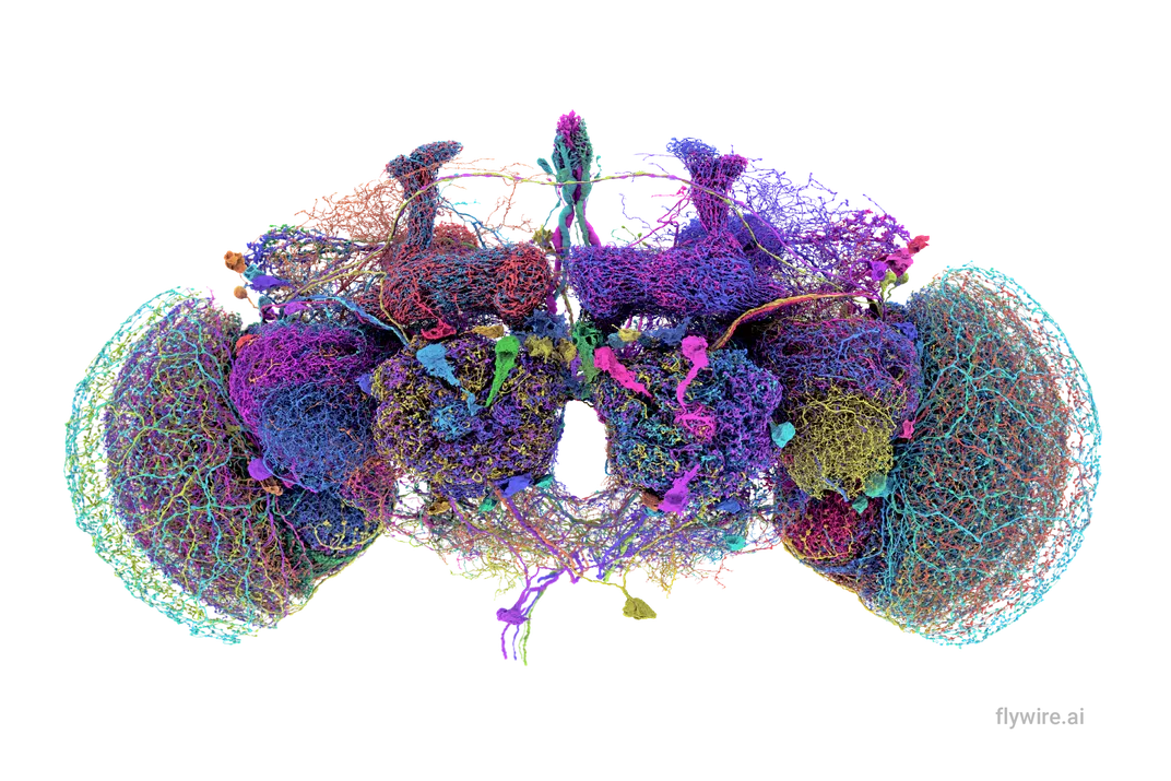 50 largest neurons of the fly brain connectome.