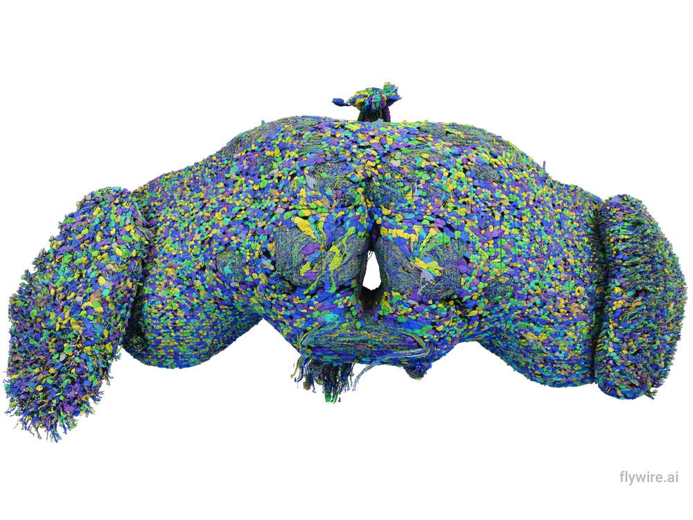 All 139,255 brain cells in the brain of an adult fruit fly