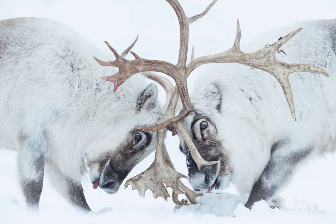 Head to head