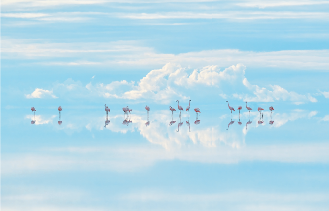 Heavenly flamingos