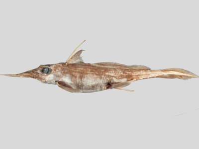 The Australasian narrow-nosed spookfish (Harriotta avia) has a long snout and a whip-like tail.