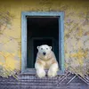 See 11 of the Best Wildlife Photographs From Years Past icon