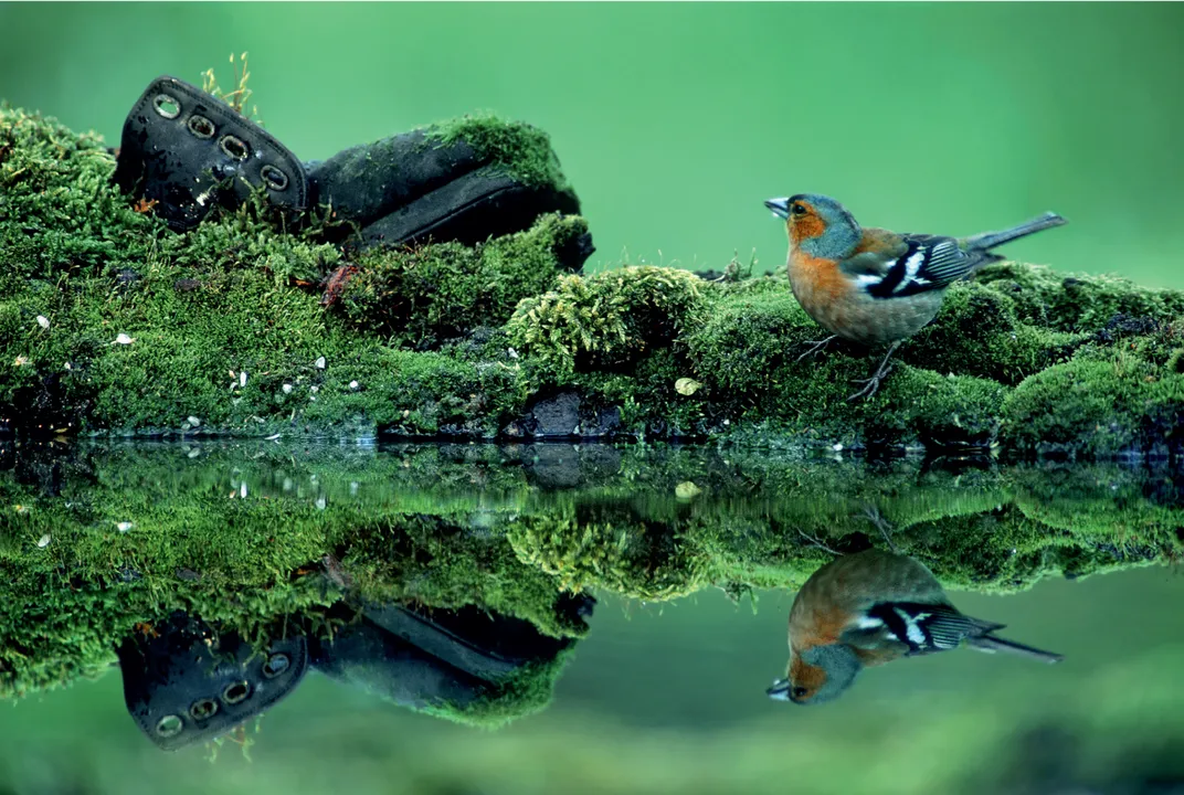 Pool chaffinch