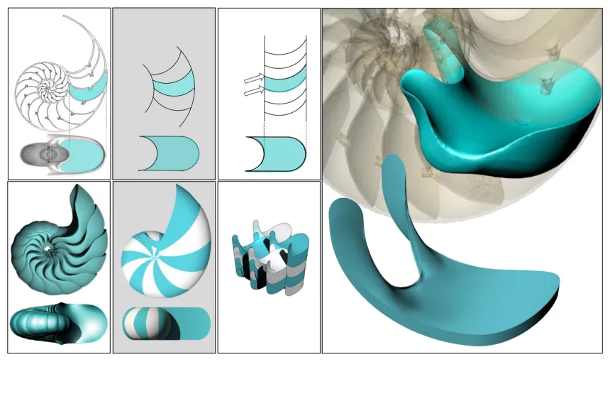 soft cells explains in a nautilus shell