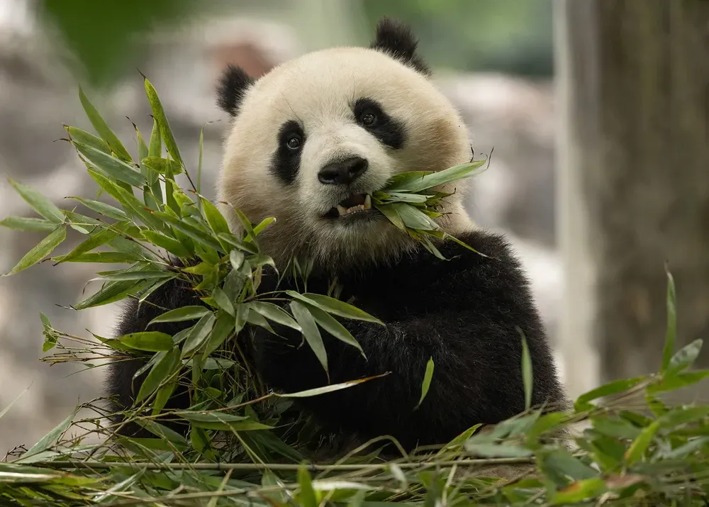 Giant panda eating green leaves