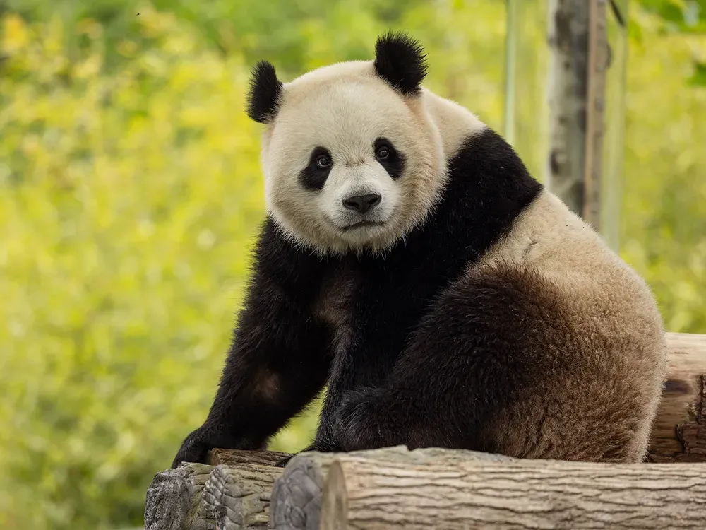 Panda sitting and looking at the camera against a green backdrop