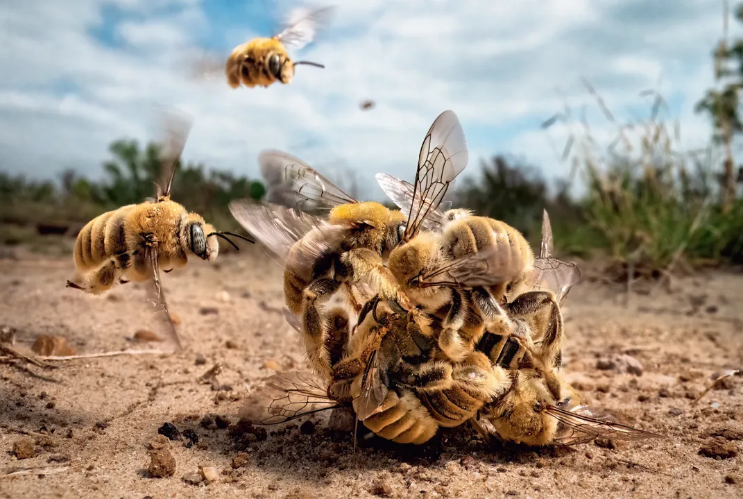 The big buzz