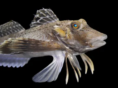Some species of sea robins, such as Prionotus carolinus, use their leg-like appendages to dig out and taste prey beneath the sand.&nbsp;

