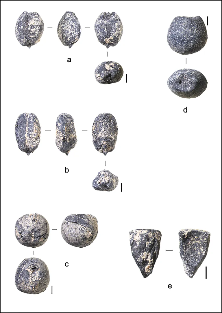 Plant remains